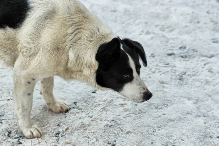 Щенок белый с черным