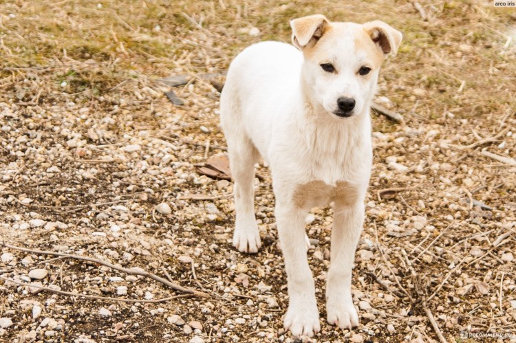 Картинки щенки дворняжки чёрно белые