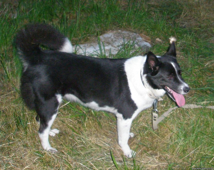 Дворняга черный щенок 1 месяц