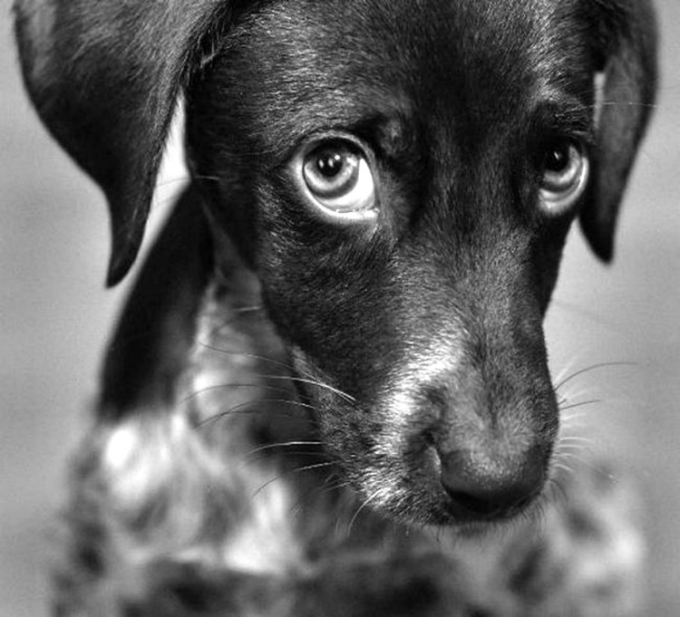 Белая дворняжка с розовым носом