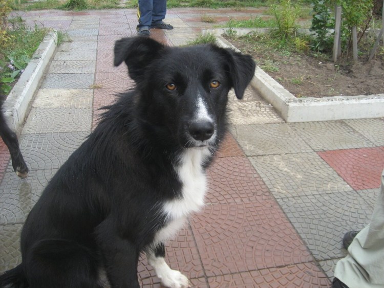 Собака дворняжка черная