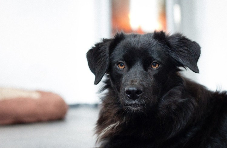 Черно белая дворняга