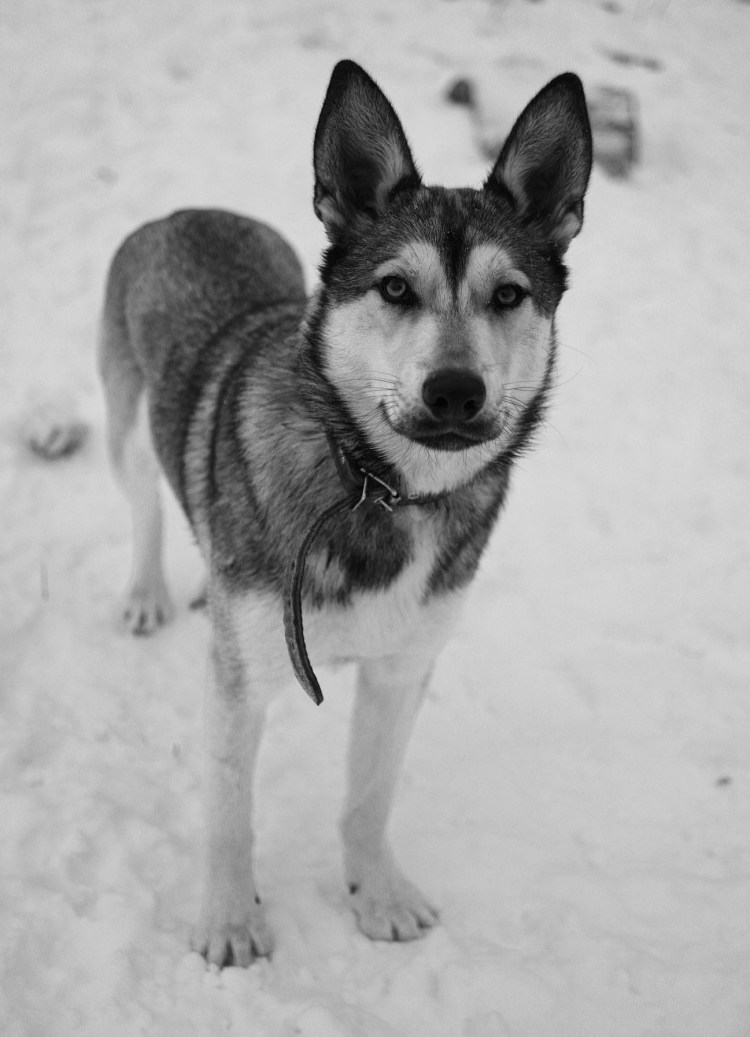 Черная беспородная собака