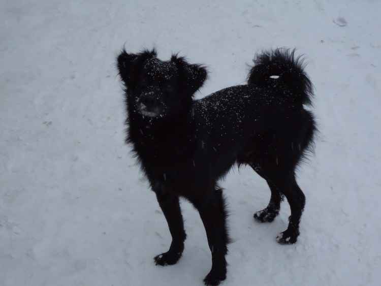 Щенок порода дворняжка белый