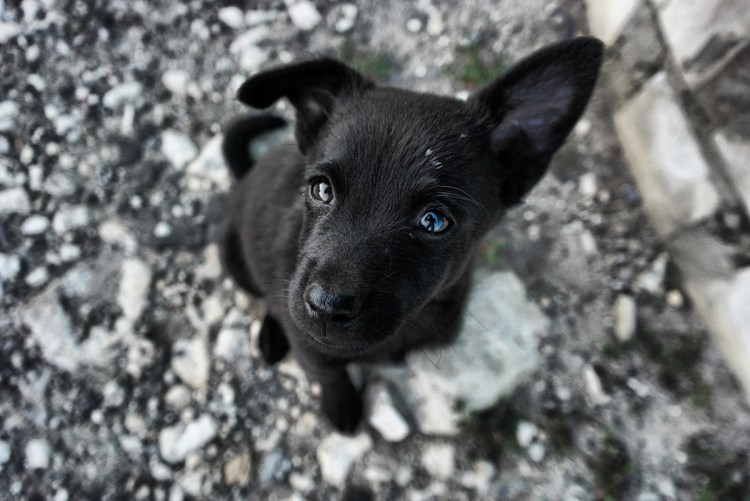 Лайка дворняжка черный