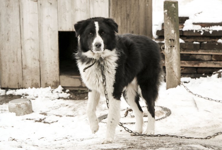 Черные дворняги с белыми лапками щенки