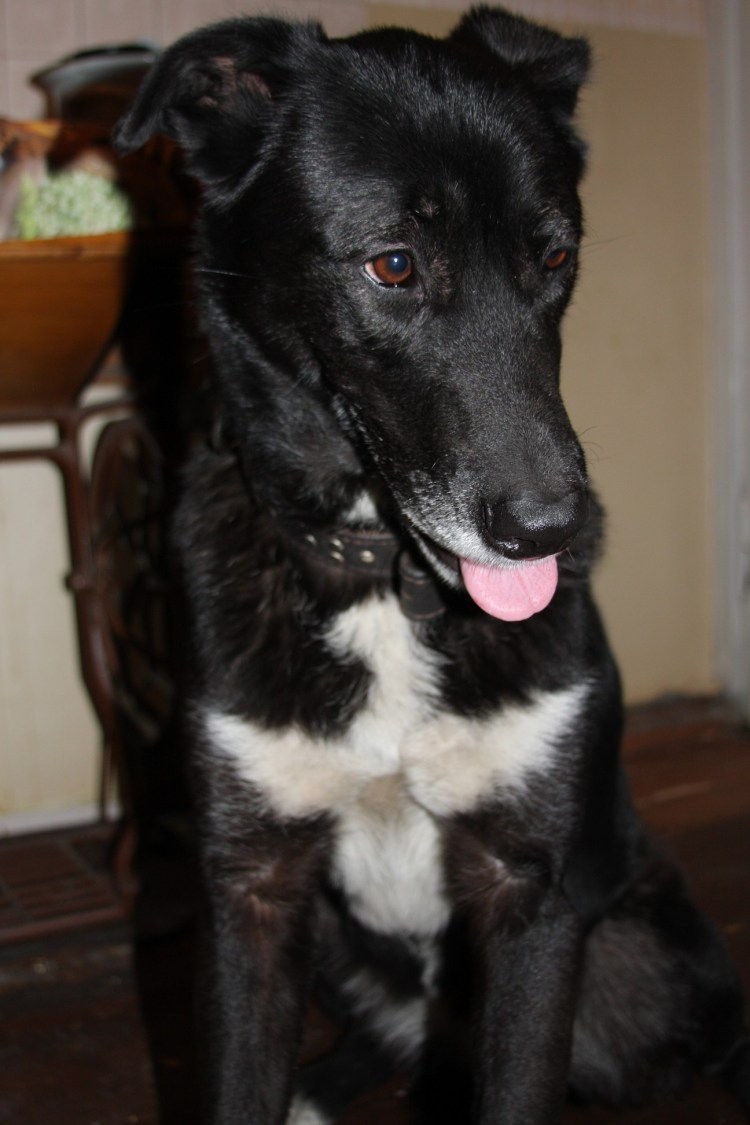 Белая собачка дворняжка