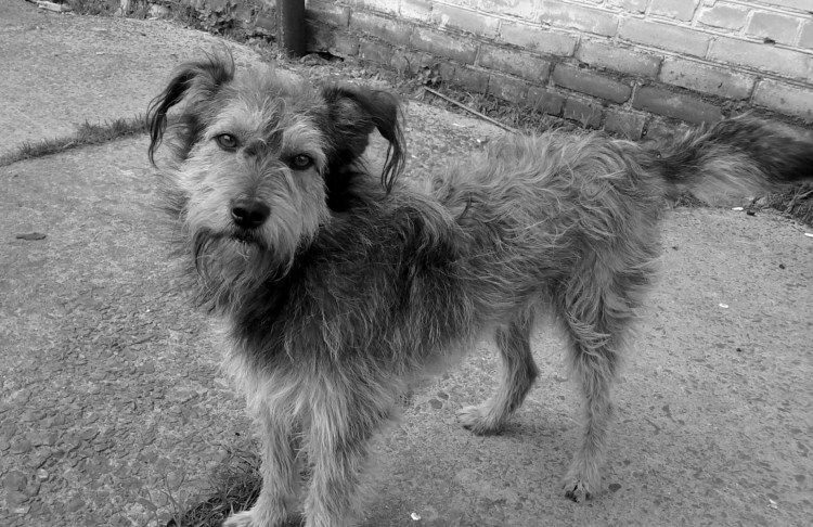 Грустный взгляд собаки