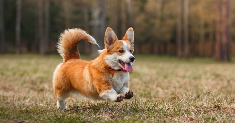 Бордер корги вельш
