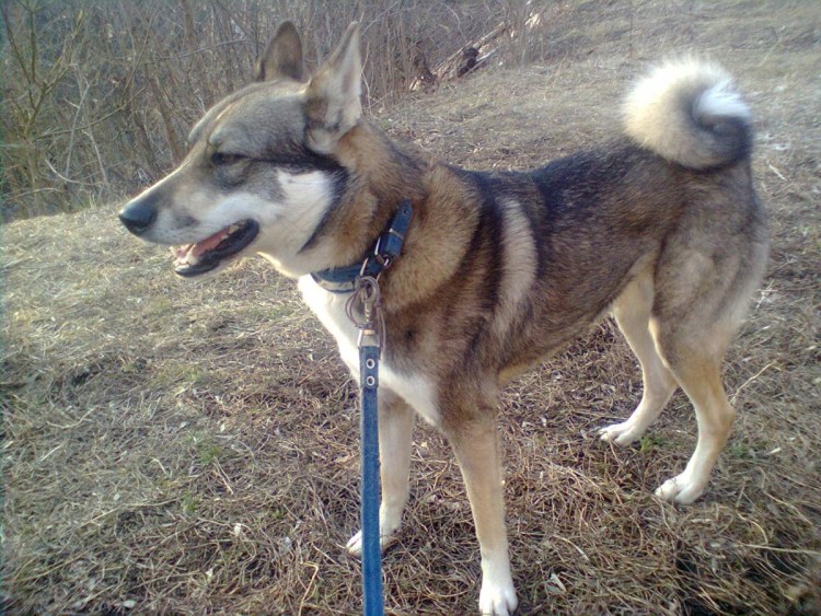 Западно Сибирская лайка с дворняжкой