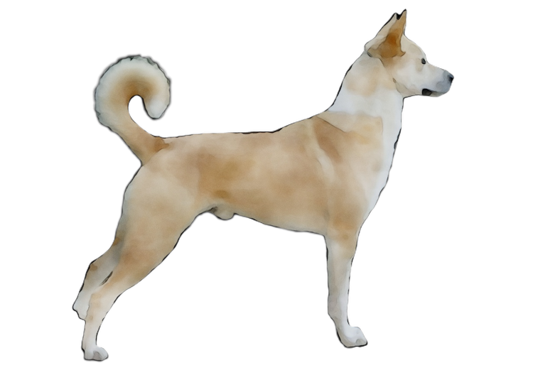 Собака с круглым хвостом