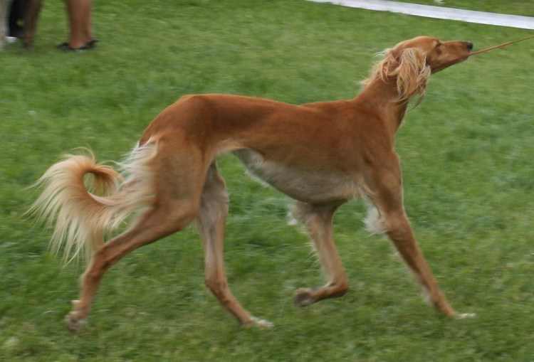 Гончая салюки