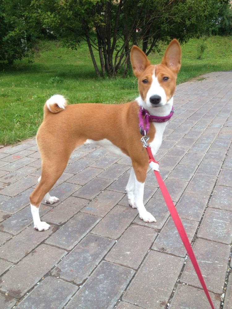 Басенджи хвост