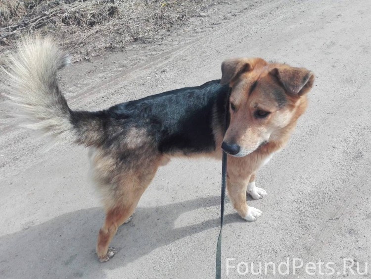 Дворняжка хвост колечком