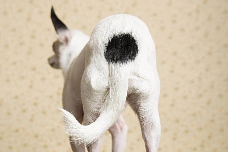 Хвост собаки