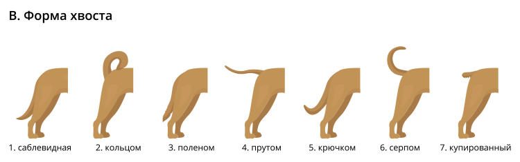 Форма хвоста