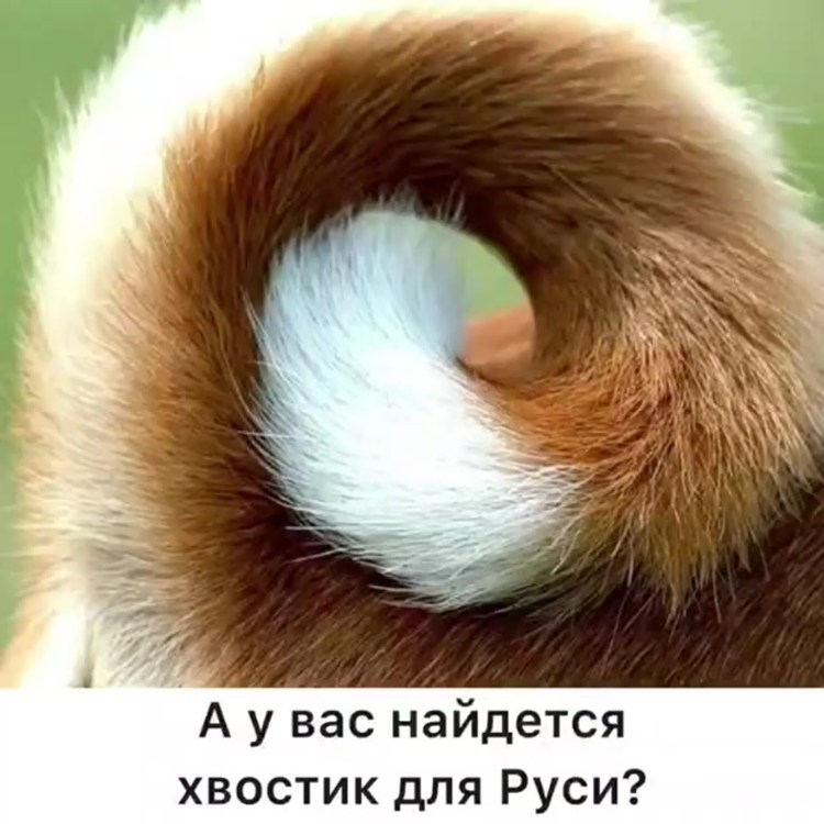 Пушистый хвостик