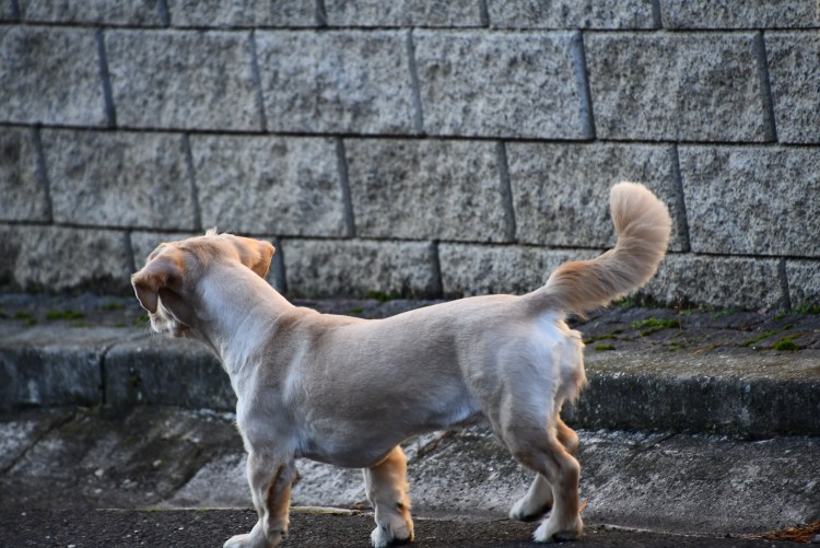 Хвост собаки фото
