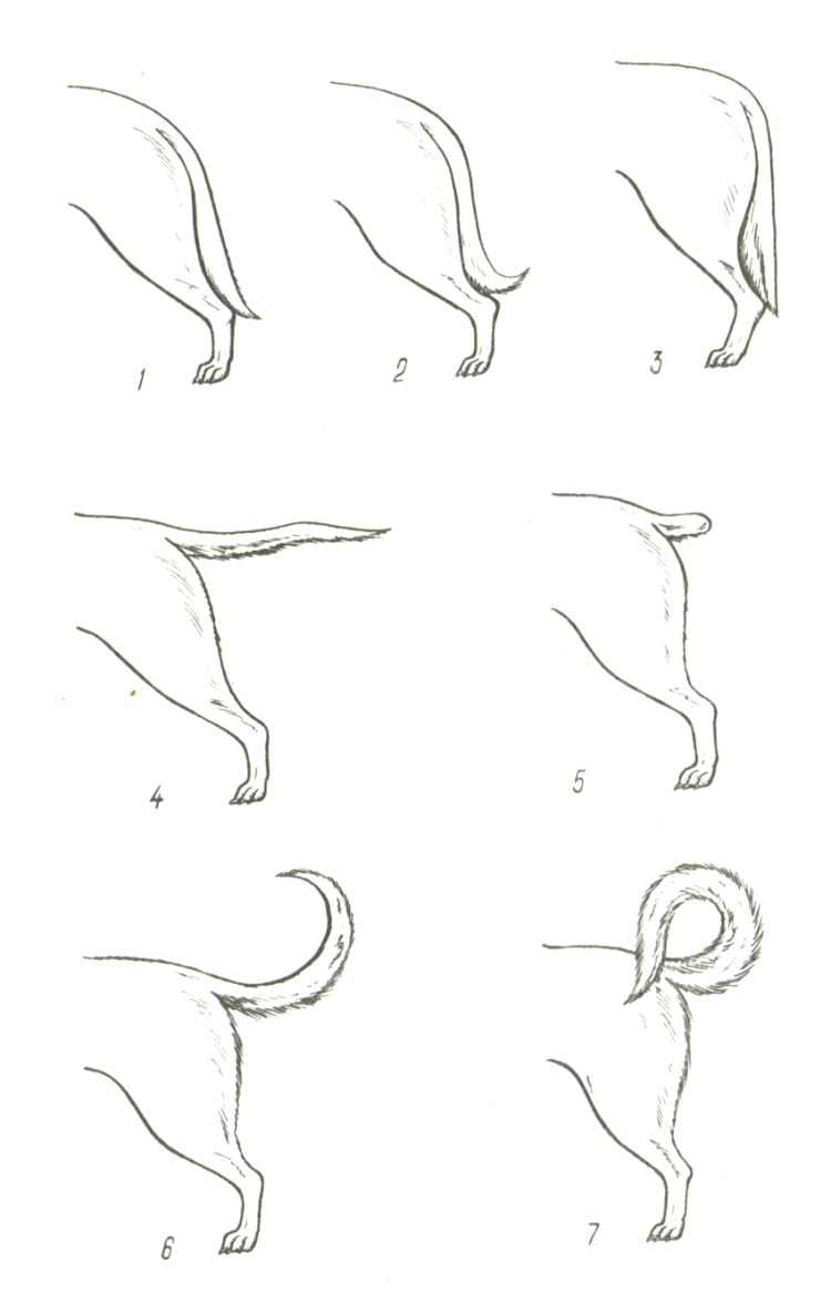 Формы хвостов у собак