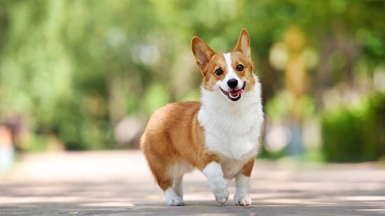 Вельшривер корги