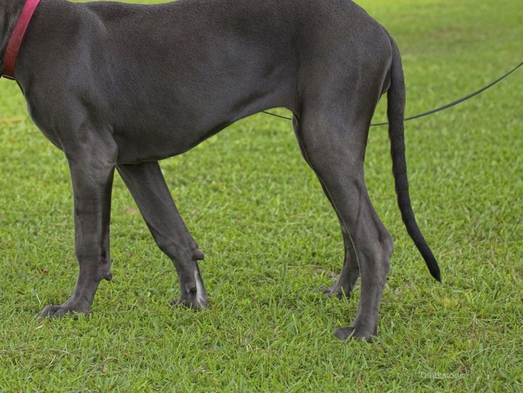 Собака с хвостиком