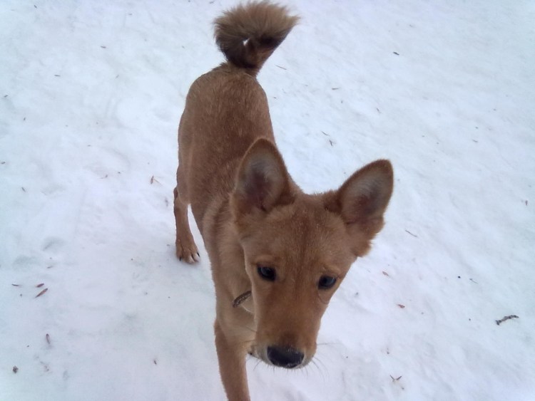 Рыжая дворняжка похожая на лису