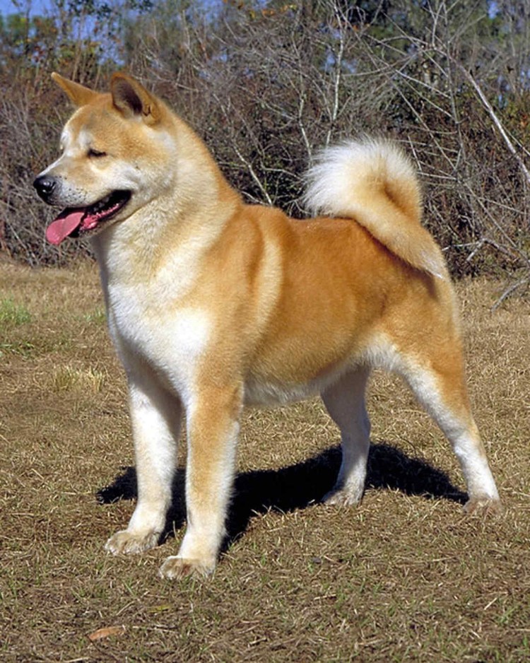 Акита ину и Хоккайдо