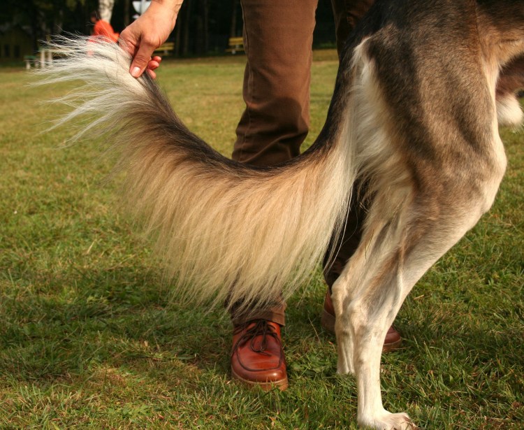 Салюки хвост