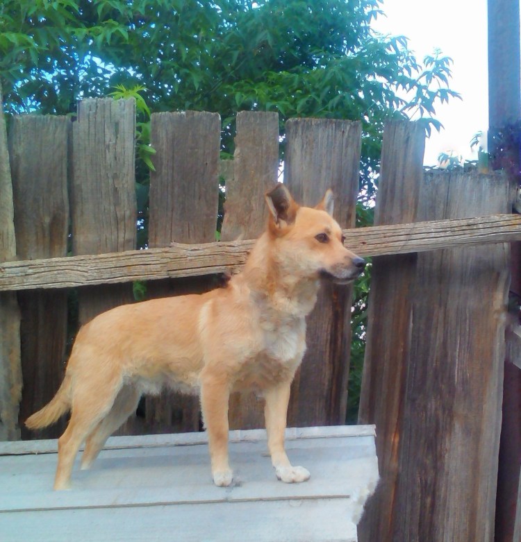 Рыжая собака с закрученным хвостом