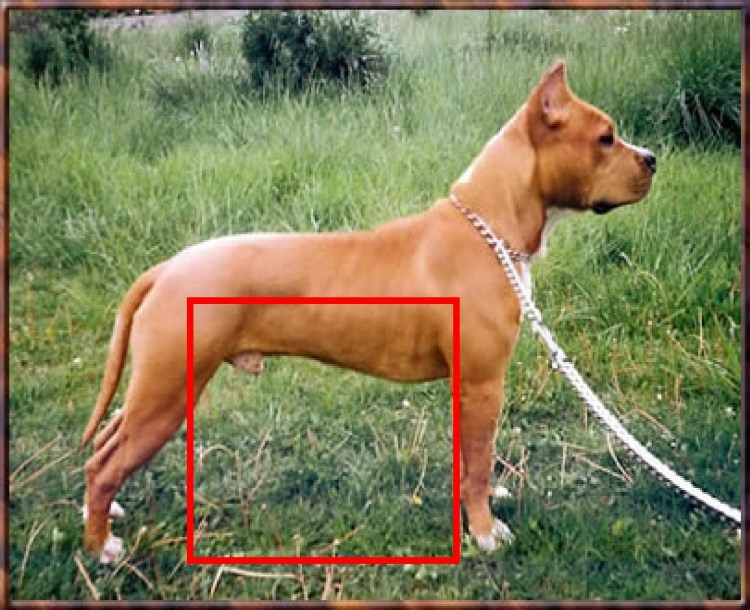 Амстафф хвост стандарт