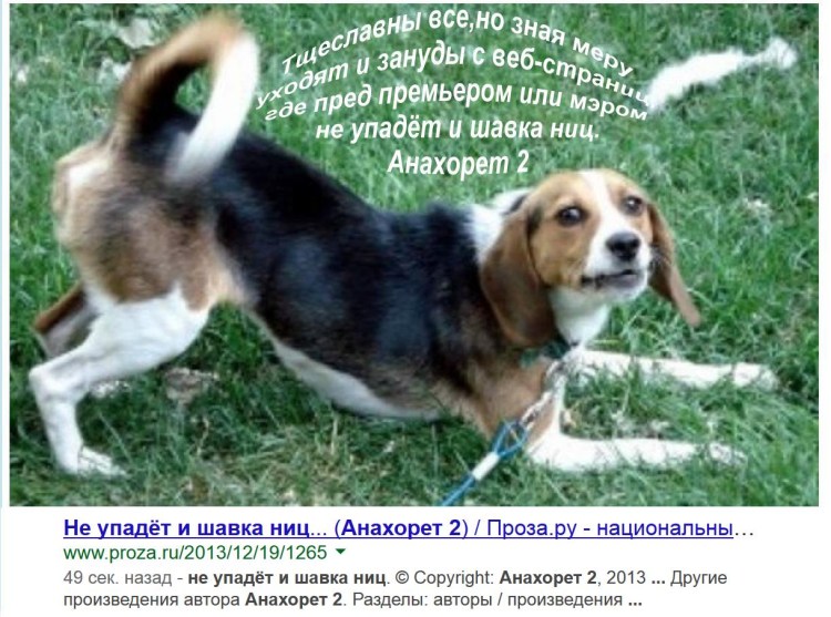 Щенок виляет хвостиком