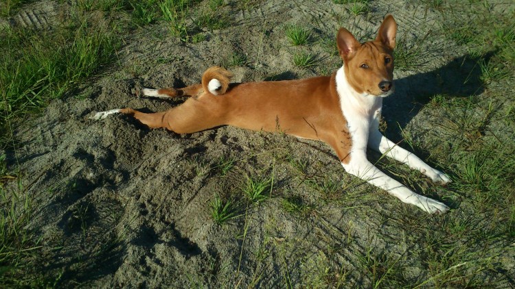 Рыже-белая собака хвост крючком