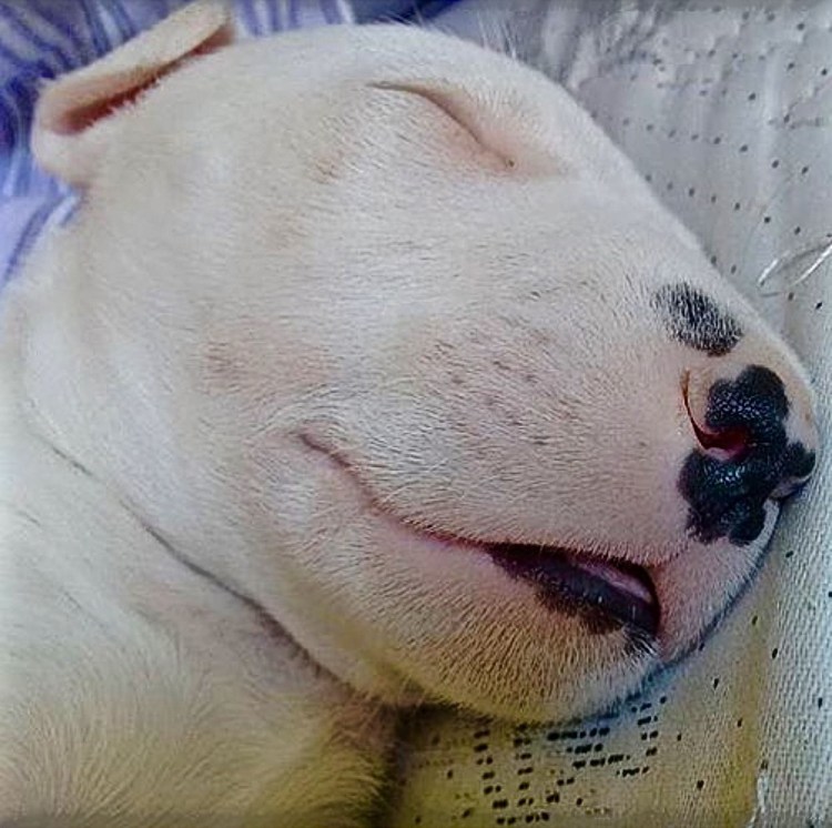 Бультерьер в одеяле