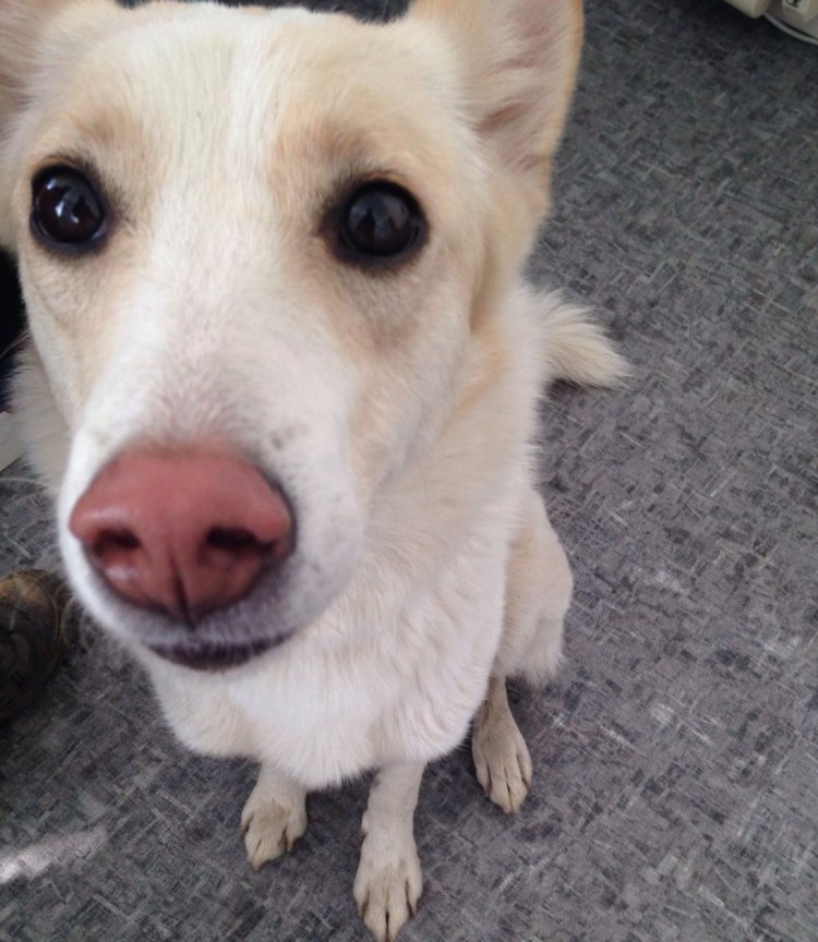 Чистая дворняжка белая с розовым носом?