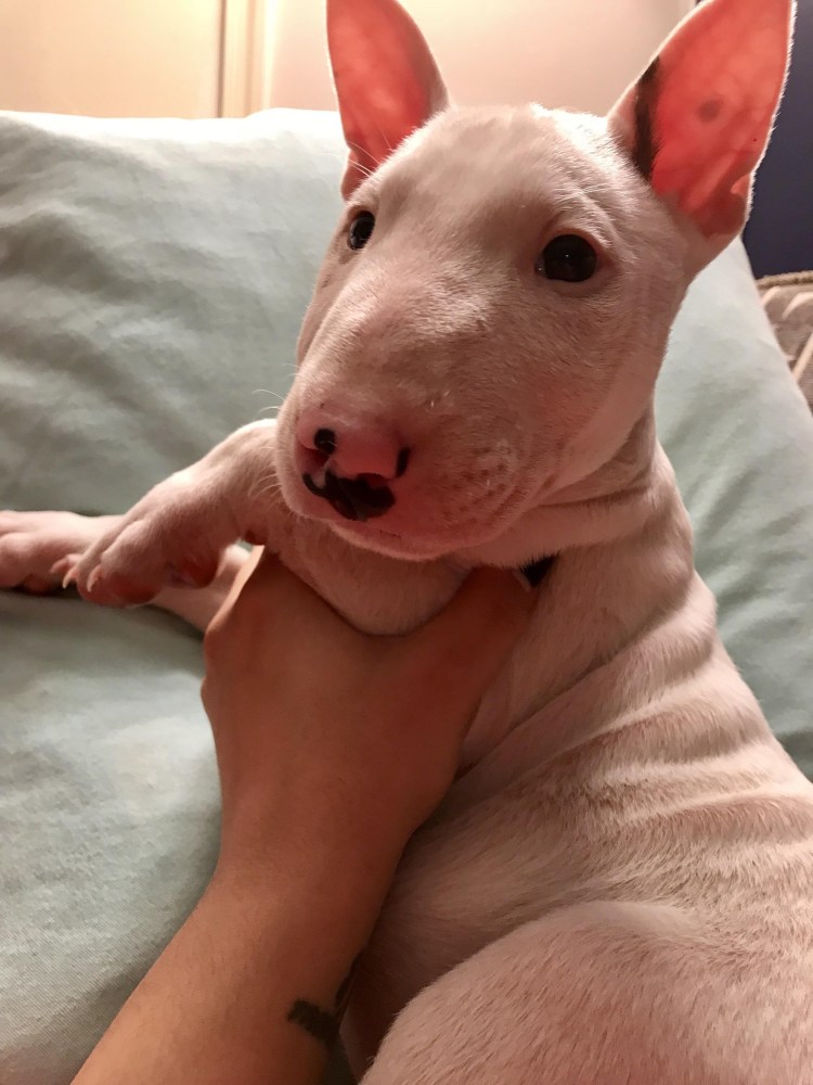 Мопс альбинос розовый