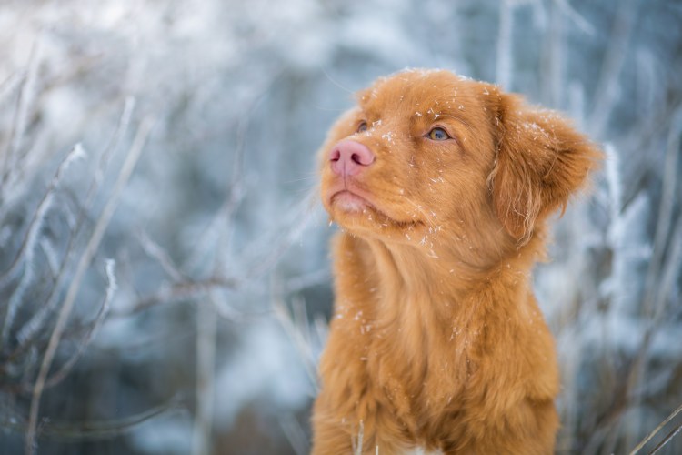 Рыжая собака с рыжим носом