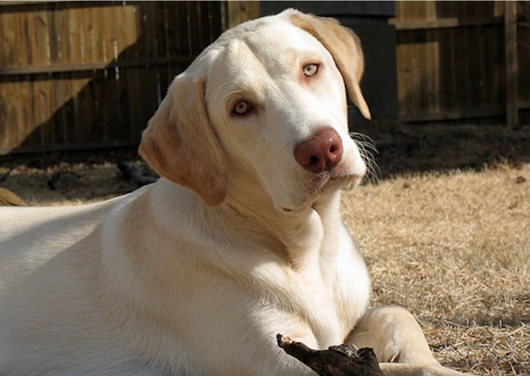 Лабрадор Дадли палевый