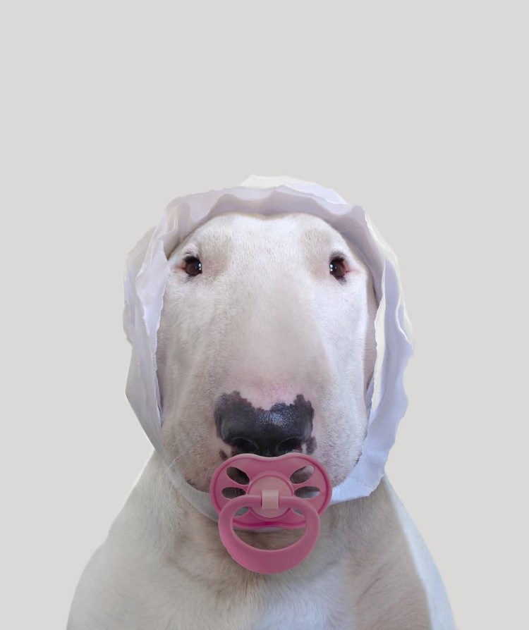 Бультерьер смешной