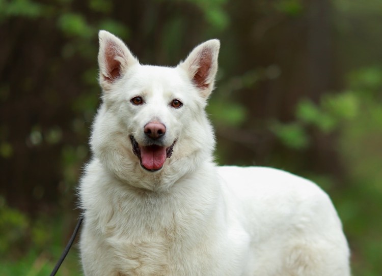 Бордер колли Лилак