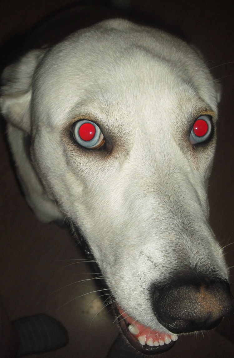 Белая собака с розовым носом