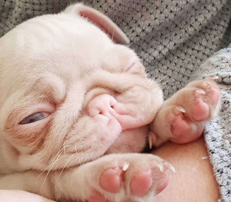 Чихуахуа породы Браун