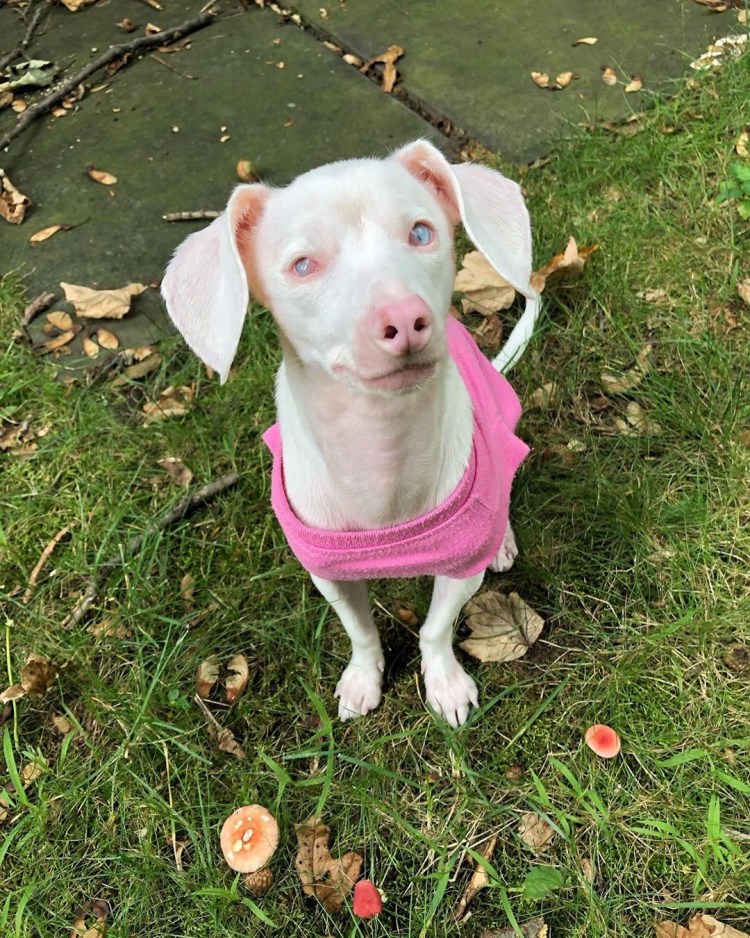 Пес с розовым носом