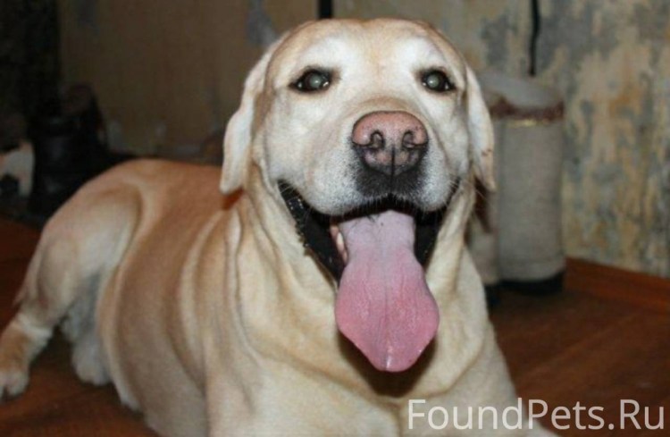 Лабрадор ретривер нос