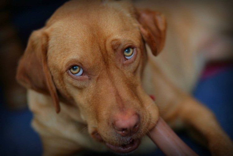 Лабрадор гладкошерстный рыжий