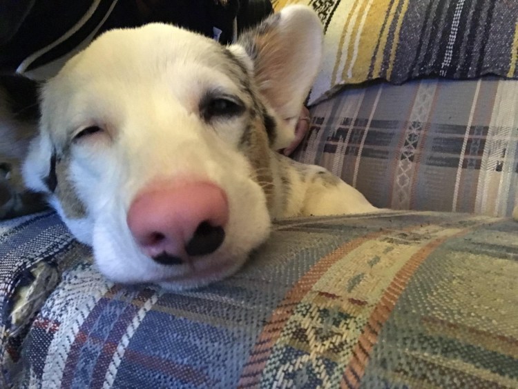 Животные с розовым носом