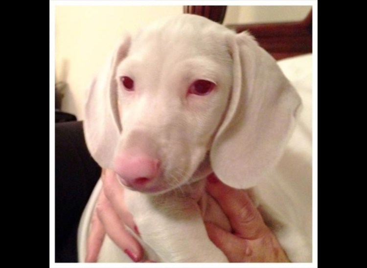 Такса альбинос щенок