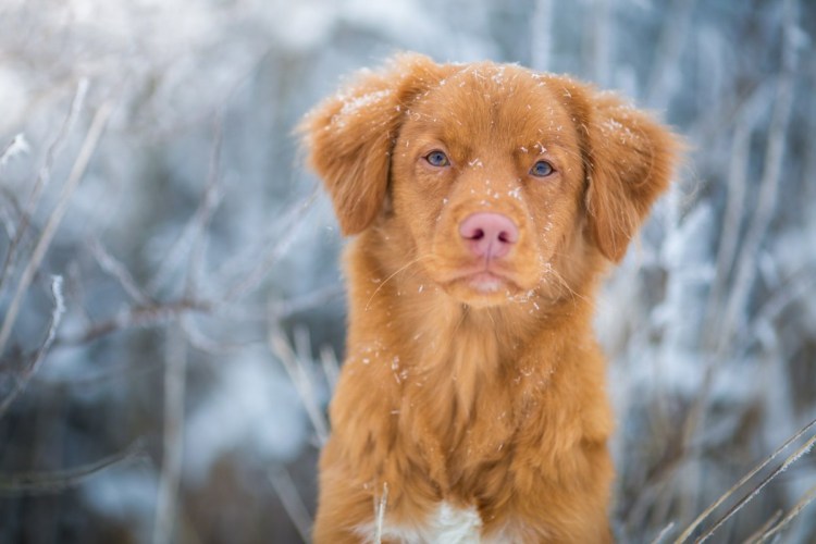 Сибирский хаски альбинос