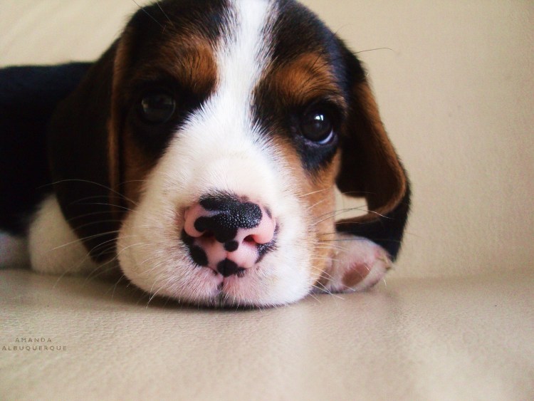 Бультерьер обои