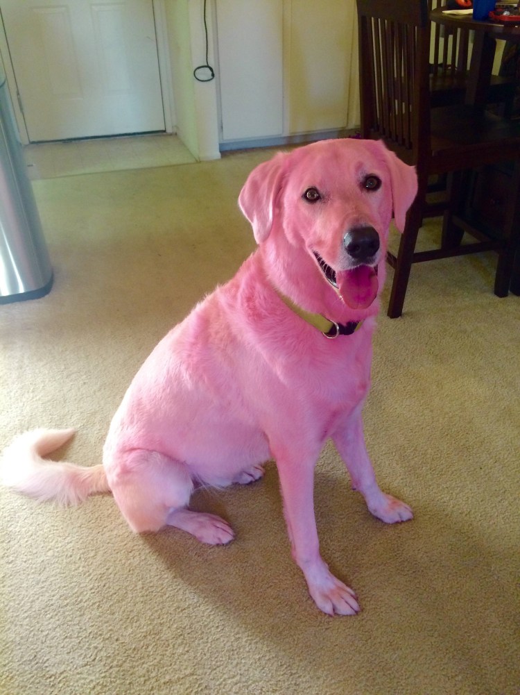 Розовый лабрадор