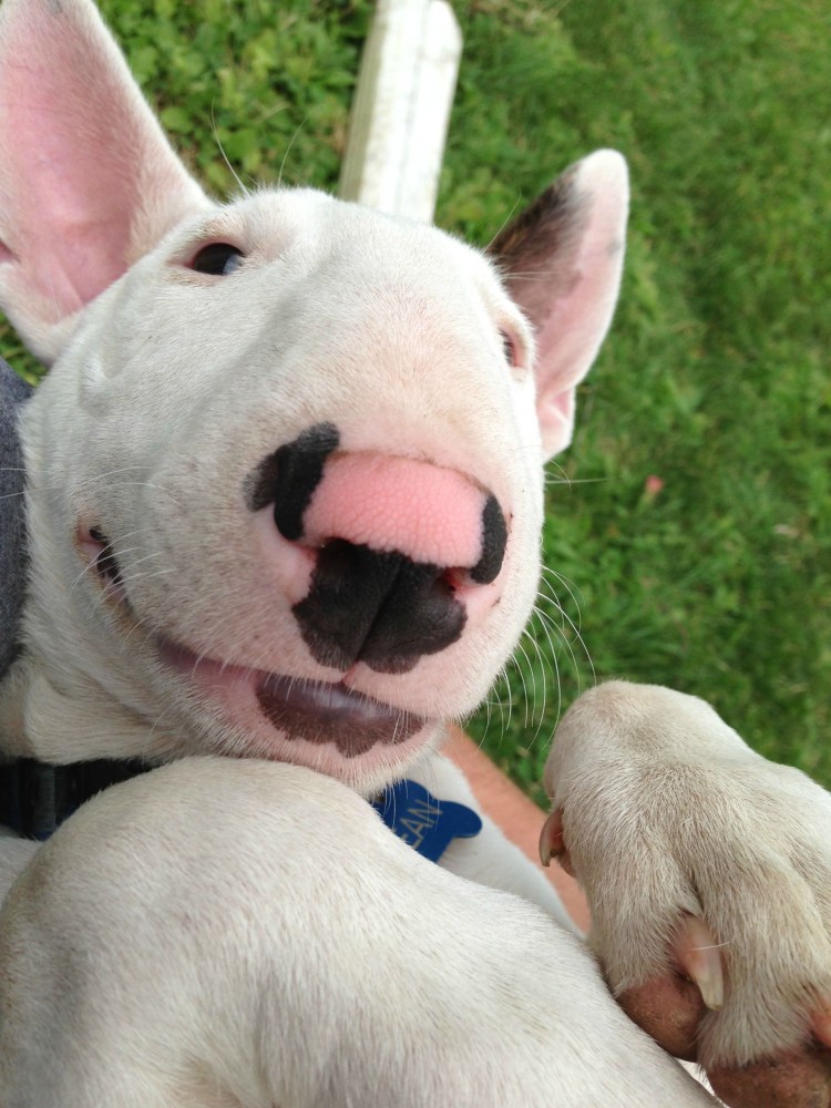 Бультерьер добрый